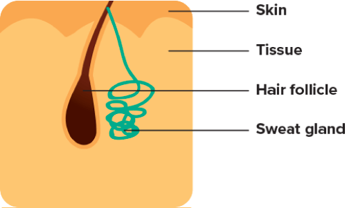 Body Odor Explained: Why It Happens and How to Control It