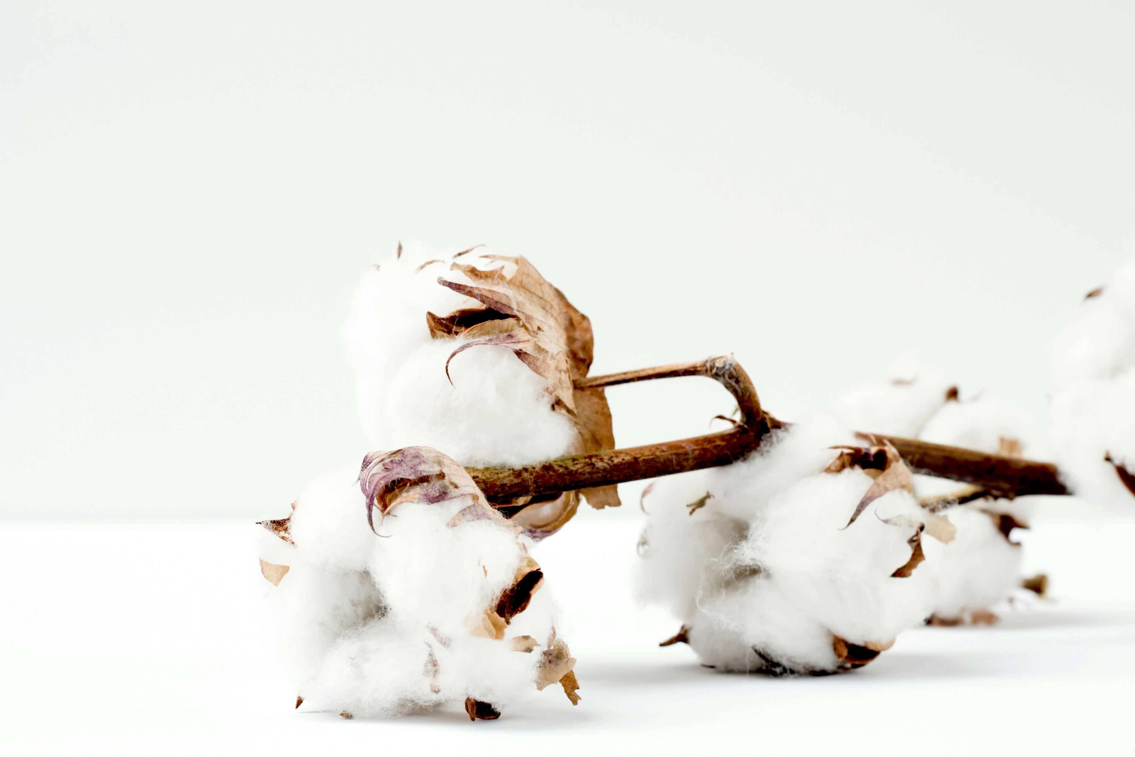 What Is Supima Cotton: Benefits, Uses & Care