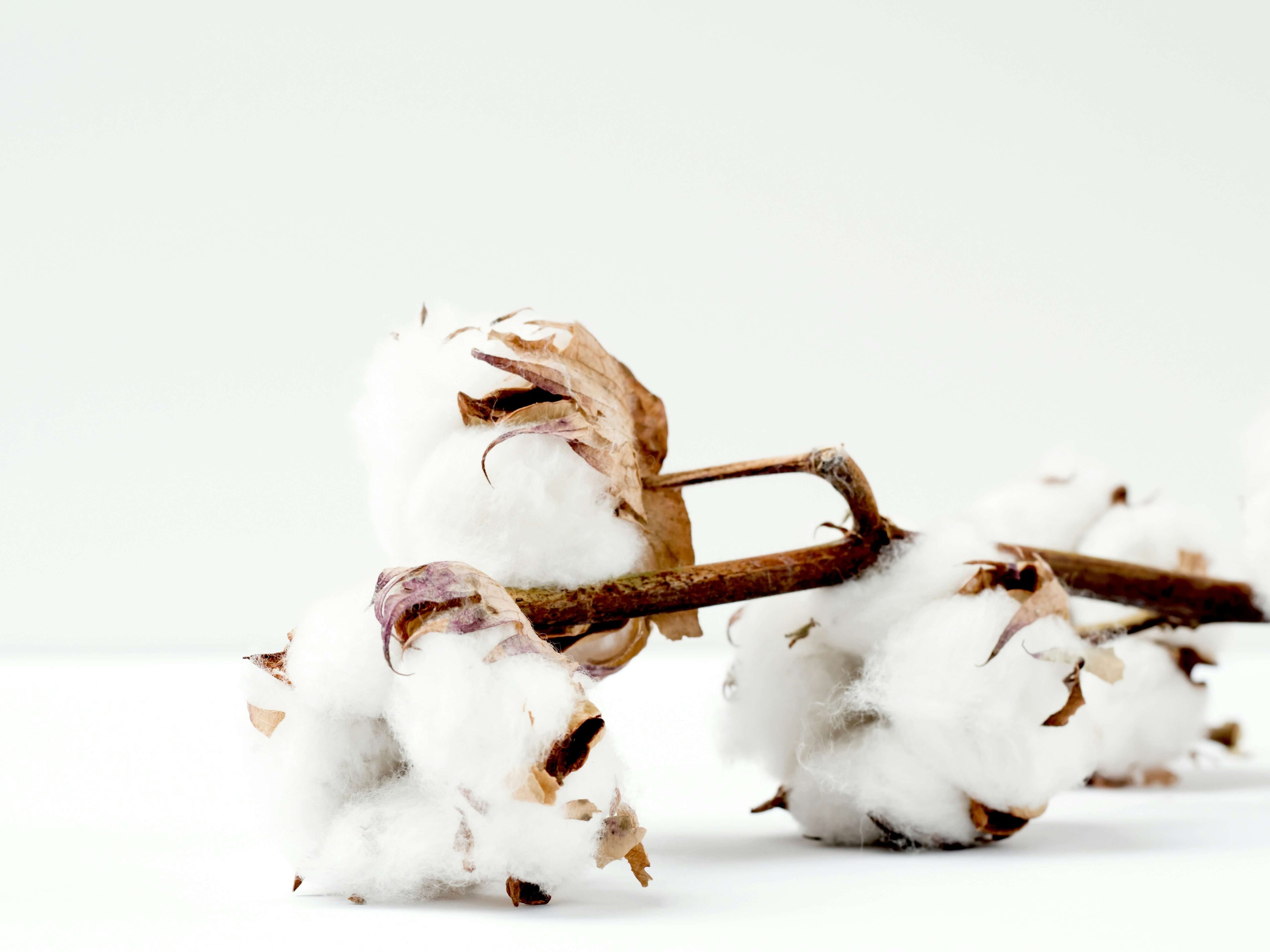 What Is Supima Cotton: Benefits, Uses & Care