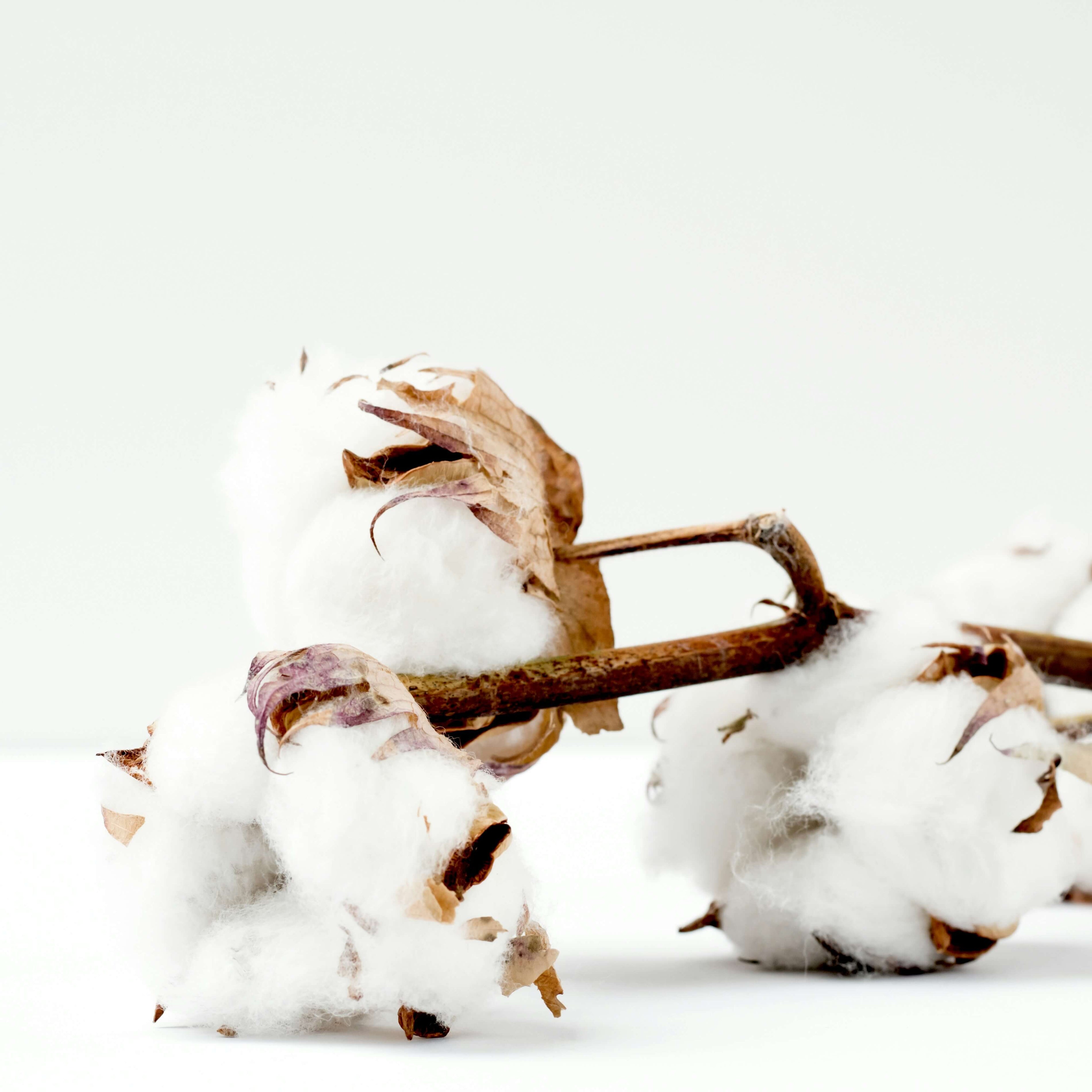What Is Supima Cotton: Benefits, Uses & Care